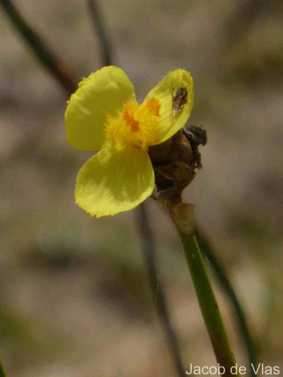 Xyris complanata R.Br.